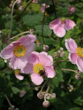 Herbstanemone rosa stck gebraucht kaufen  Deutschland