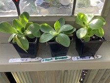 auriculas for sale  HORNCASTLE