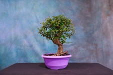 Chinese elm pre for sale  North Fort Myers