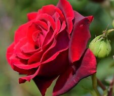 rose seeds for sale rose seeds for sale LONDON