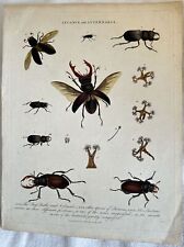 Lucanus and lucernaria usato  Foligno