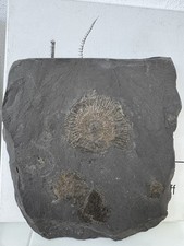 Ammonit hauff holzmaden gebraucht kaufen  Kusterdingen