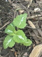 Organic lamium live for sale  Lewisburg