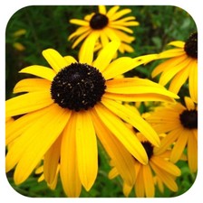 Rudbeckia goldstrum large for sale  LINCOLN