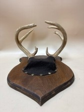 Deer antler mounted for sale  Grantville