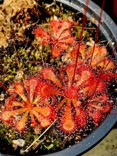 Drosera spatulata sundew for sale  BUDE