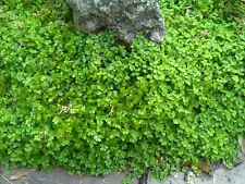 Soleirolia soleirolii baby for sale  HORSHAM