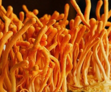Cordyceps militaris mushroom for sale  LONDON
