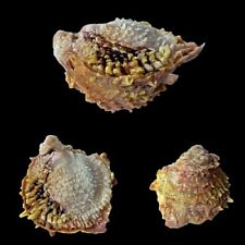 Chamidae, Chama sp., Philippines, +/- 47,3 mm, YELLOW, VERY NICE comprar usado  Enviando para Brazil
