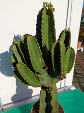 Euphorbia ingens 90cm gebraucht kaufen  Nordkirchen