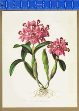 Orchid flower cattleya for sale  Enterprise