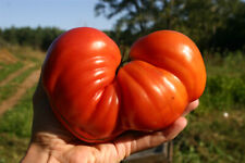 Tomate coeur bœuf d'occasion  Expédié en France