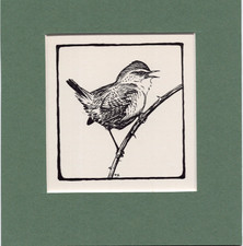 Peter scott wren for sale  SPALDING