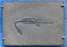 Tierfossil keichusaurus 200 gebraucht kaufen  Kernen