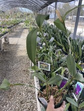 Orchid live rare for sale  Fort Myers