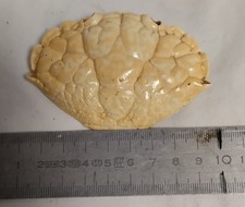 Carapace crabe globuleux d'occasion  Le Bosc-Roger-en-Roumois