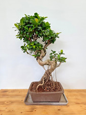 Bonsai ficus microcarpa gebraucht kaufen  Böhl-Iggelheim