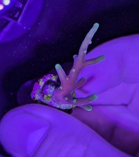 Acropora carduus deepwater for sale  LYTHAM ST. ANNES