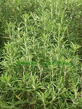 rosemary peg tiles for sale rosemary peg tiles for sale SALISBURY