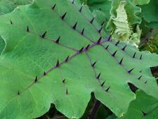 Solanum quitoense seeds for sale  HIGH WYCOMBE