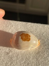 Seashell cypraea diauges for sale  NEWCASTLE UPON TYNE