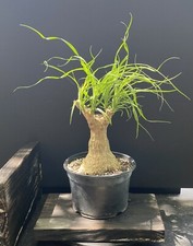 Ponytail palm bonsai for sale  Miami