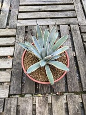 Agave macroacantha blue d'occasion  Pau