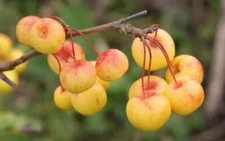 Butterball crabapple seeds for sale  Spring City