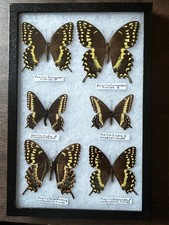 Papilio indra fordi for sale  Webster