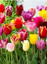 Mixed tall tulips for sale  WISBECH