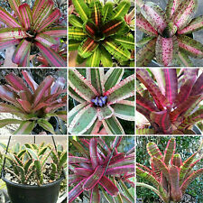 Buy save bromeliad for sale  Miami