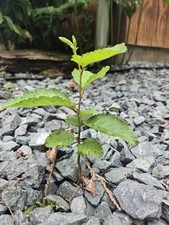 Live red alder for sale  Sedro Woolley