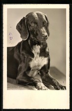 Ritratto giovane cane usato  Spedire a Italy