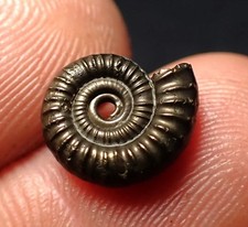 pyrite ammonite for sale  BRISTOL