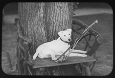 Photograph dog called for sale  HAYLE