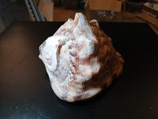 Conchiglia gigante shell usato  Saronno