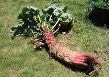 Mammoth red mangle for sale  Baltimore