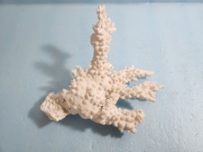 coral pieces white for sale coral pieces white for sale  Globe