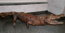 Coccodrillo raro vintage usato  Roma