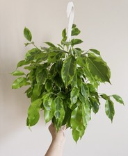 Ficus benjamina marguerite for sale  Middletown