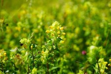 Yellow rattle seeds for sale  WALLASEY