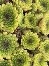 Sempervivums house leeks for sale  CARMARTHEN