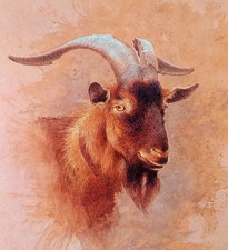 English billy goat. for sale  NELSON
