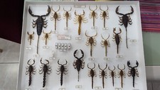 Entomologie collection muséum d'occasion  Peyruis