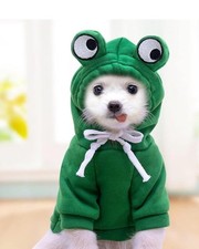 Cute fruit dog for sale  Atwater