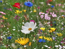 Graines mélange prairie d'occasion  Expédié en France