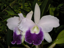 Orchidée cattleya lc. d'occasion  Paris XV