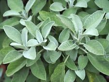 Seed sage wise for sale  Shipping to Ireland