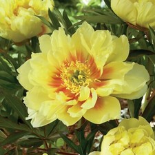 Garden state bulb for sale  Vineland