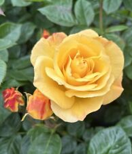 Dear john fragrant for sale  SPALDING